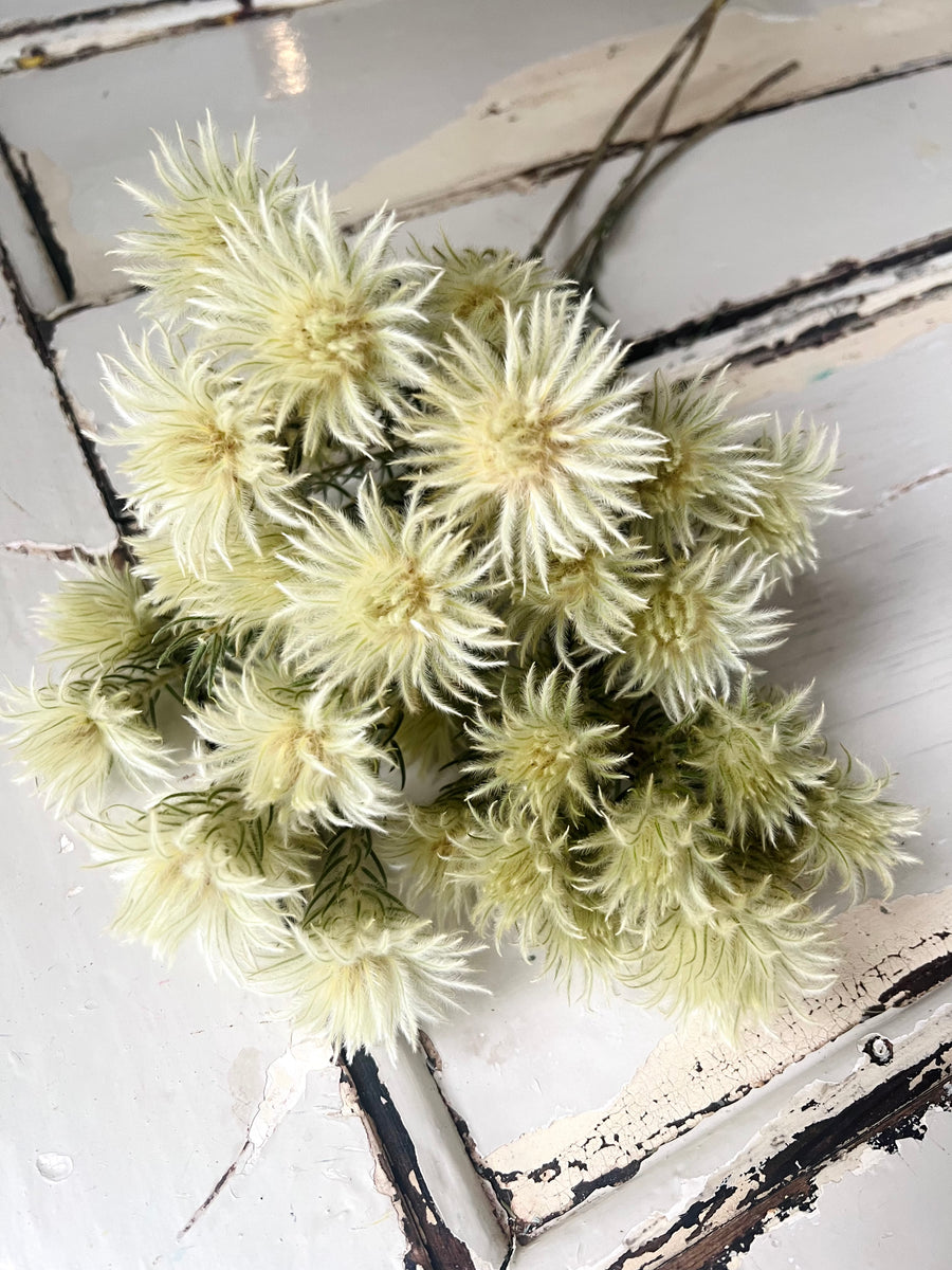 Naturally Dried Philyca Flowers - natural green beige