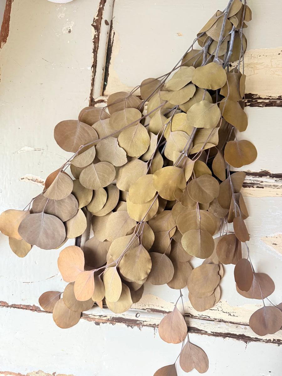 Preserved Eucalyptus / Gum