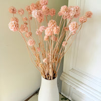 Preserved Scabiosa Pods