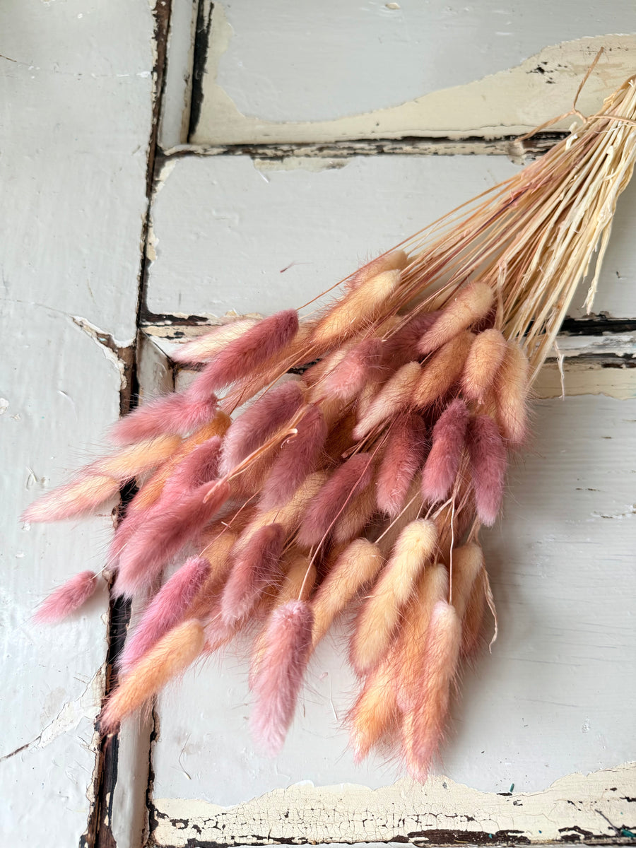 干兔尾/兔尾草