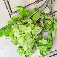 Outlet & Sample [flower stems / greenery]