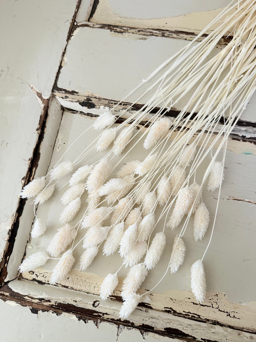 Dried Phalaris