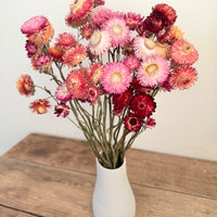 Naturally Dried Helichrysum - Everlasting / Paper Daisy / Strawflower - stems / heads