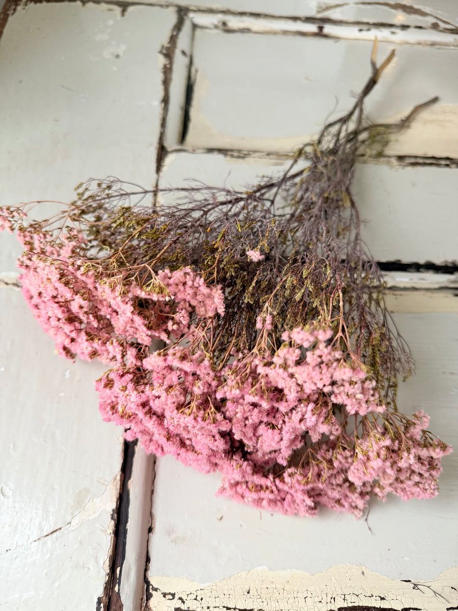 Naturally Dried Brownii / Verticordia