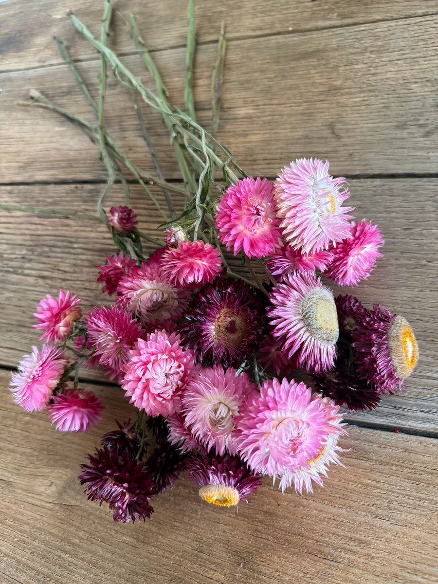 Naturally Dried Helichrysum - Everlasting / Paper Daisy / Strawflower - stems / heads