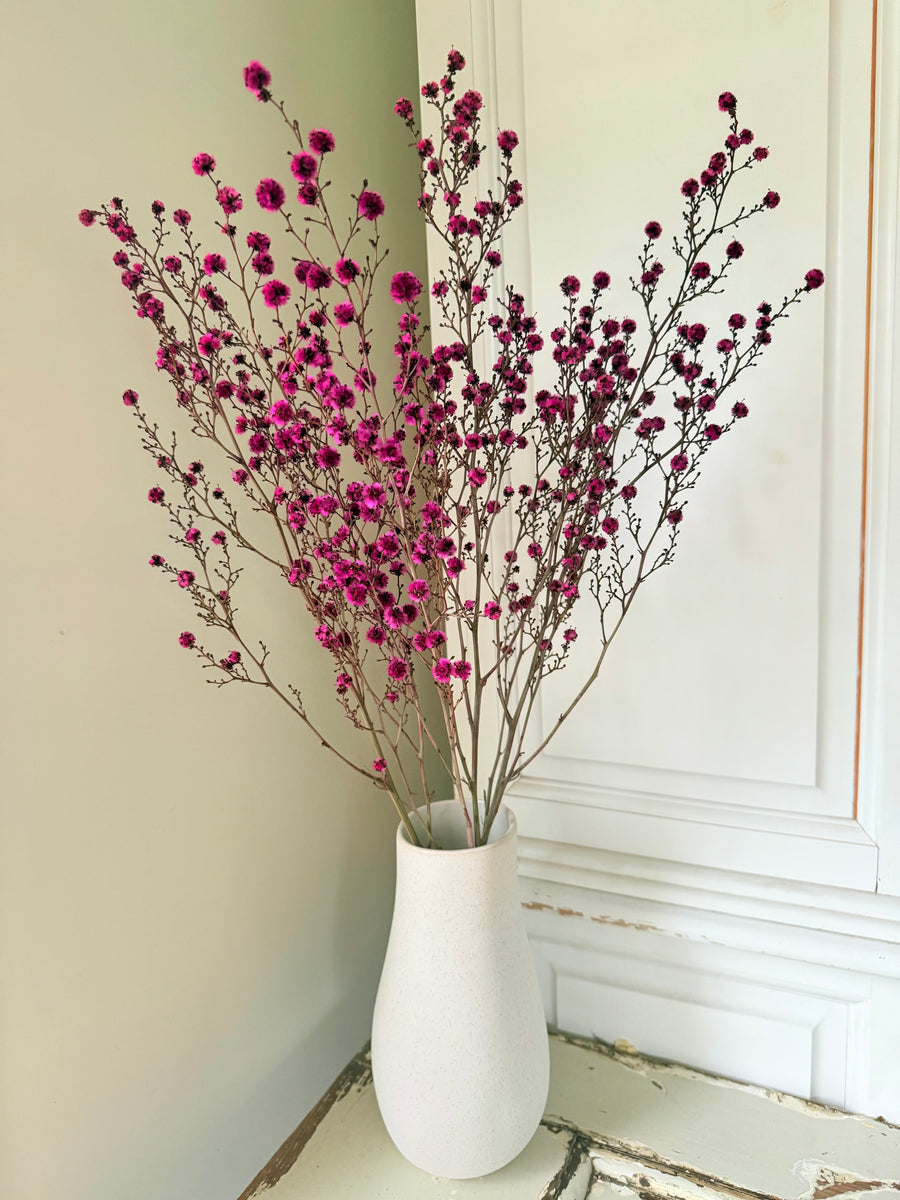 Dried Stirlingia with pods