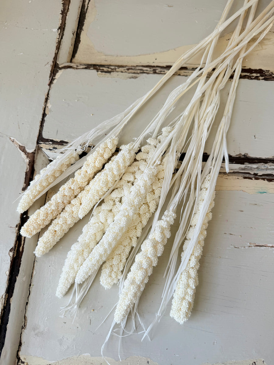Dried Setaria / Foxtail Millet