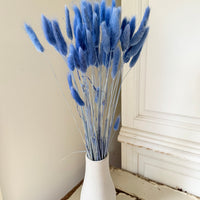 Dried Bunny Tail / Lagurus Ovatus