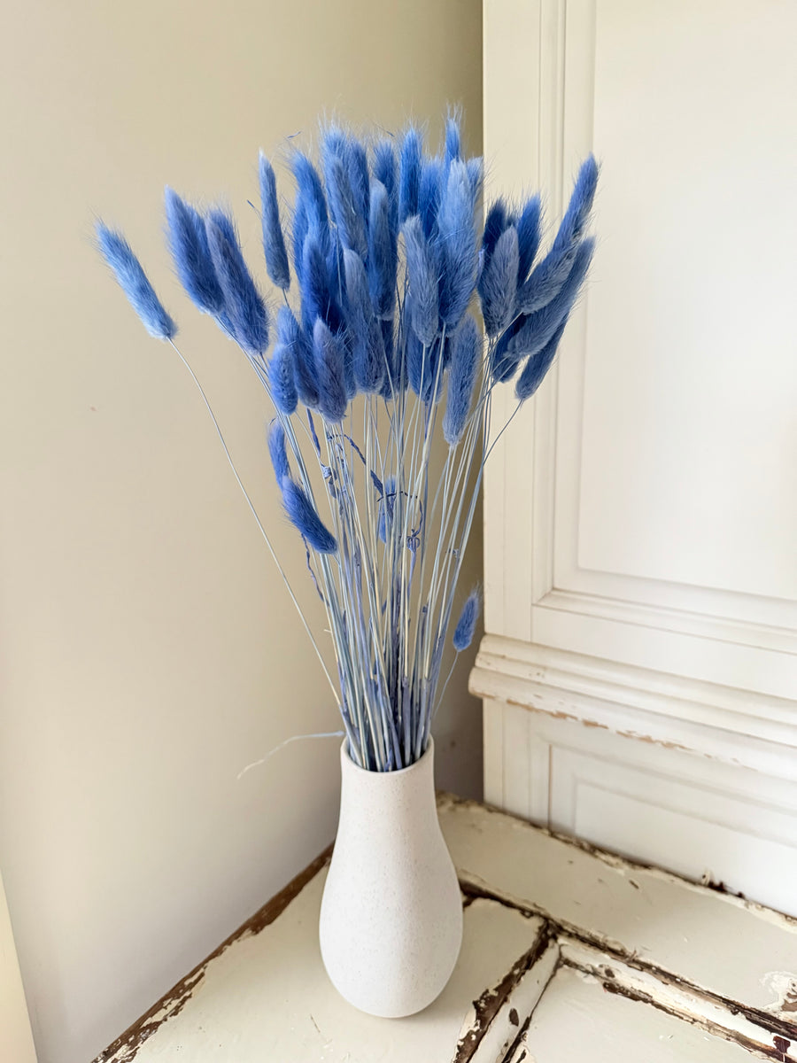 Dried Bunny Tail / Lagurus Ovatus