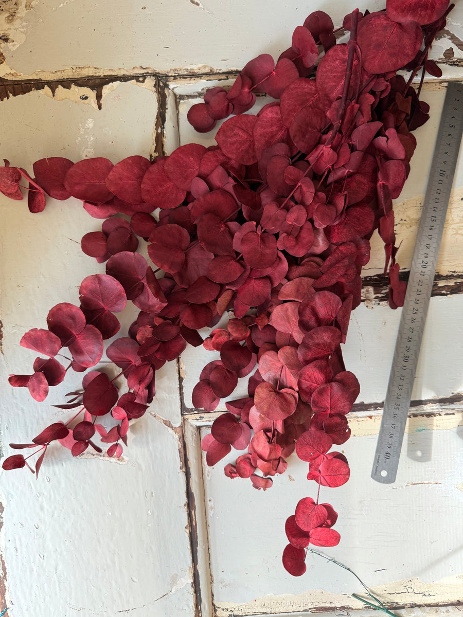 Preserved Eucalyptus / Gum