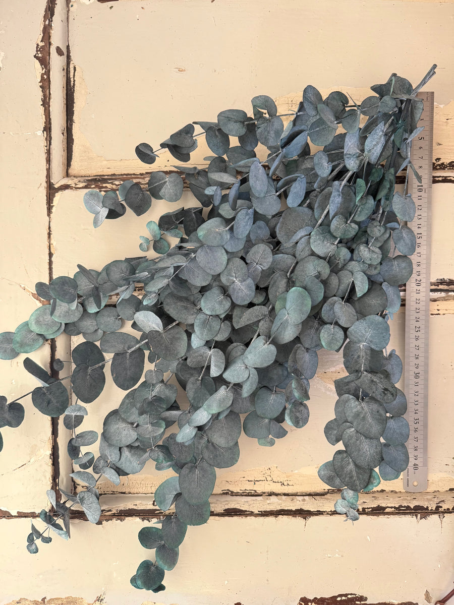 Preserved Eucalyptus / Gum