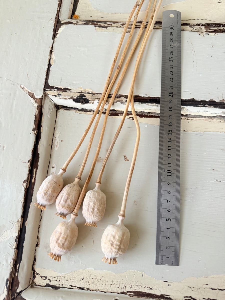 Naturally Dried Poppy Pods* / Papaver - natural brown