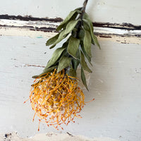 Naturally Dried Banksia & King Protea & Protea - Australian Native