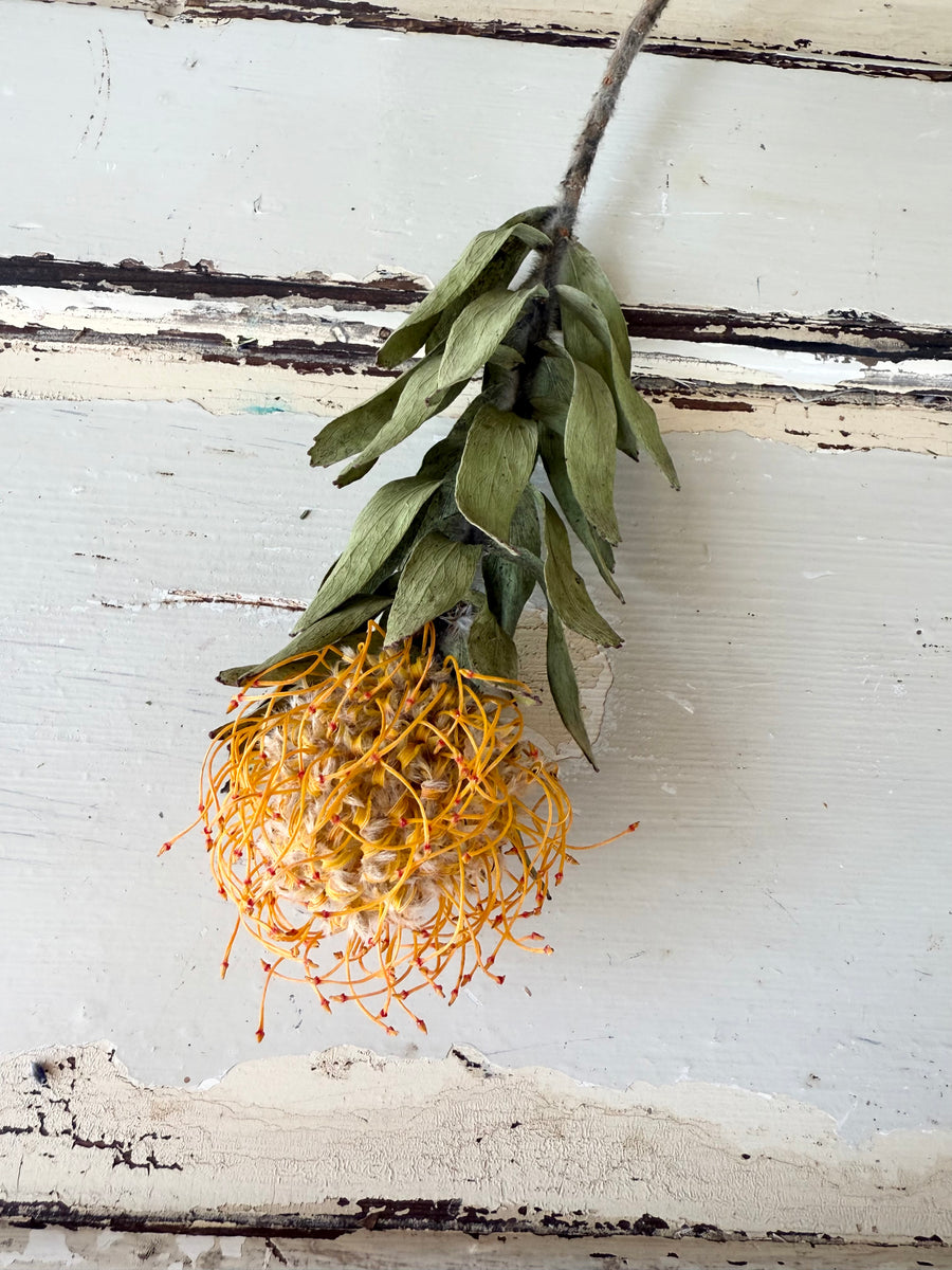 Naturally Dried Banksia & King Protea & Protea - Australian Native