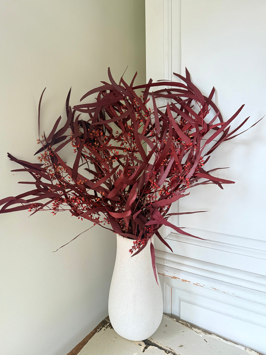 Preserved Eucalyptus / Gum
