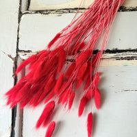 Dried Bunny Tail / Lagurus Ovatus