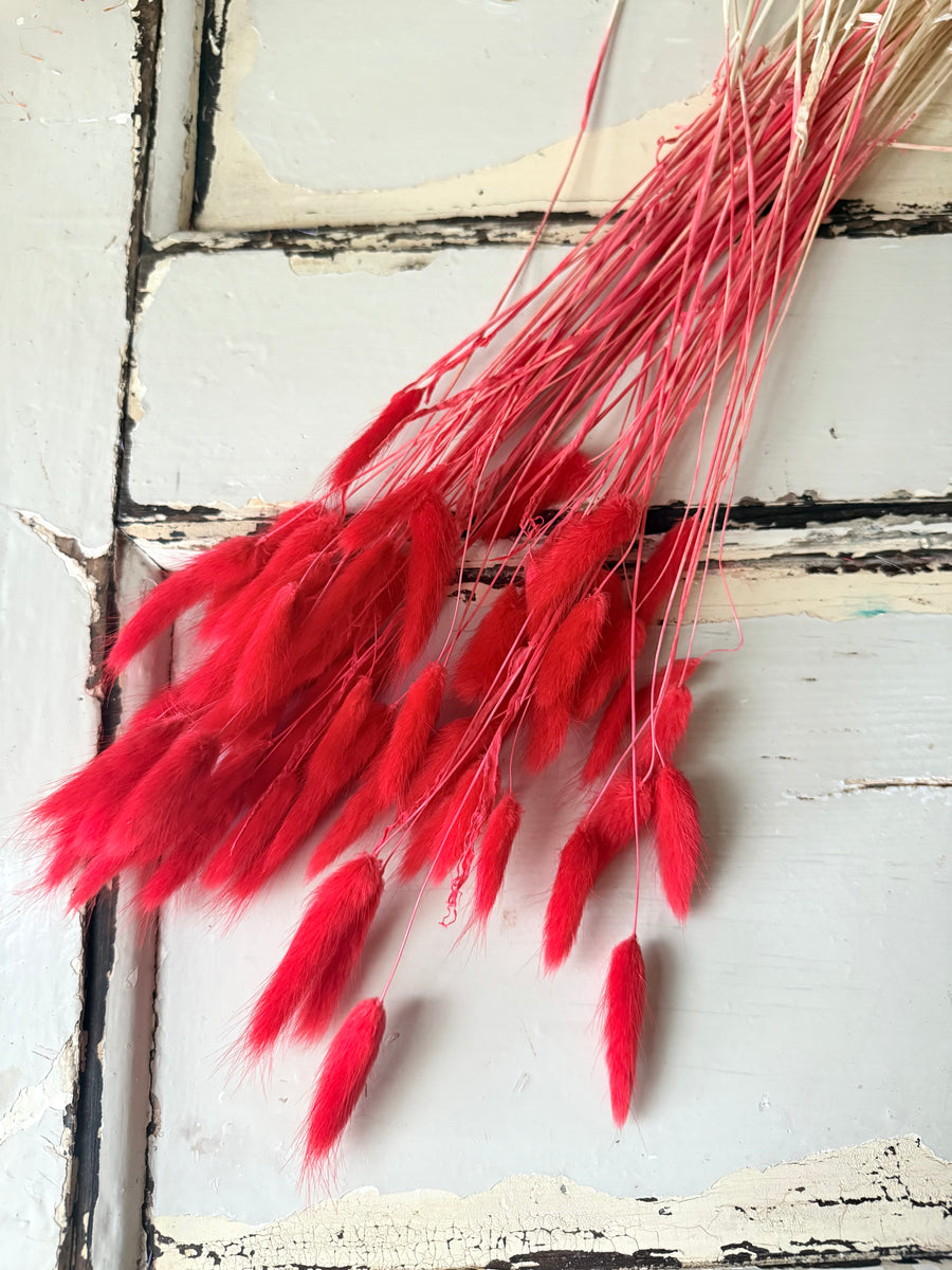 Dried Bunny Tail / Lagurus Ovatus
