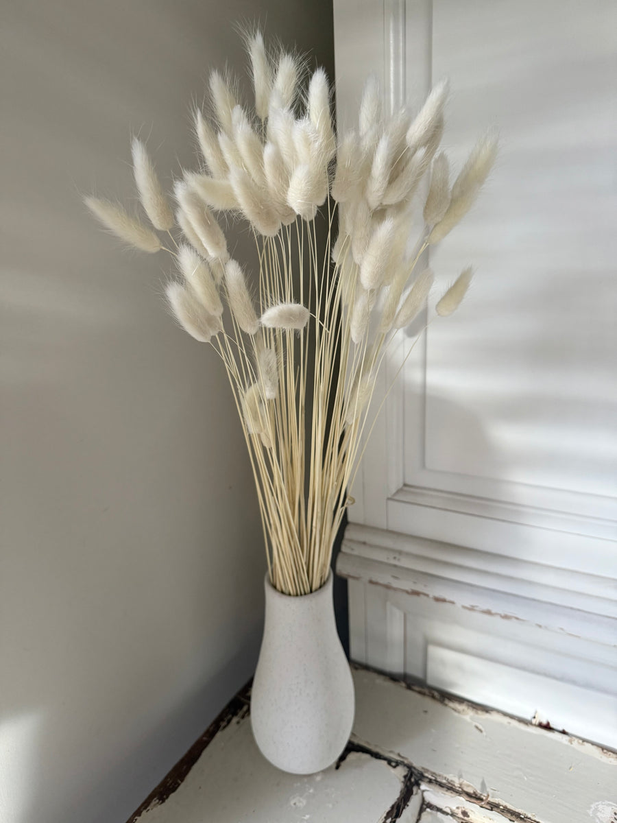 Dried Bunny Tail / Lagurus Ovatus