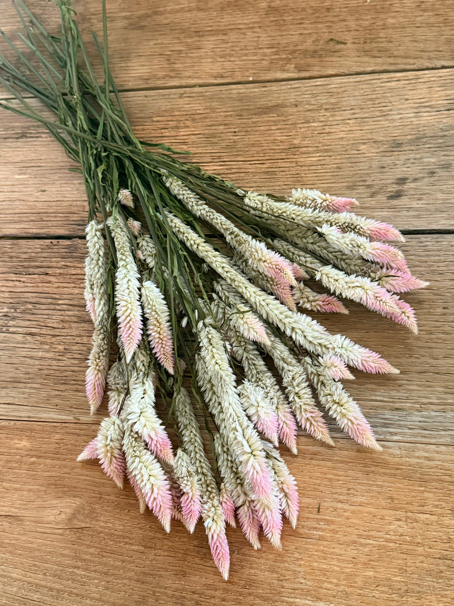 Tree Phoenix Tail Roses Dried Phoenix Tail – FLEURI flowers