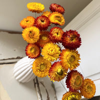 Dried Strawflower Daisy flower bunch - Helichrysum / Everlasting / Paper Daisy - stems / heads - Australian Native
