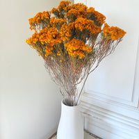Naturally Dried Verticordia Nitens / Christmas Morrison / Myrtle - natural orange