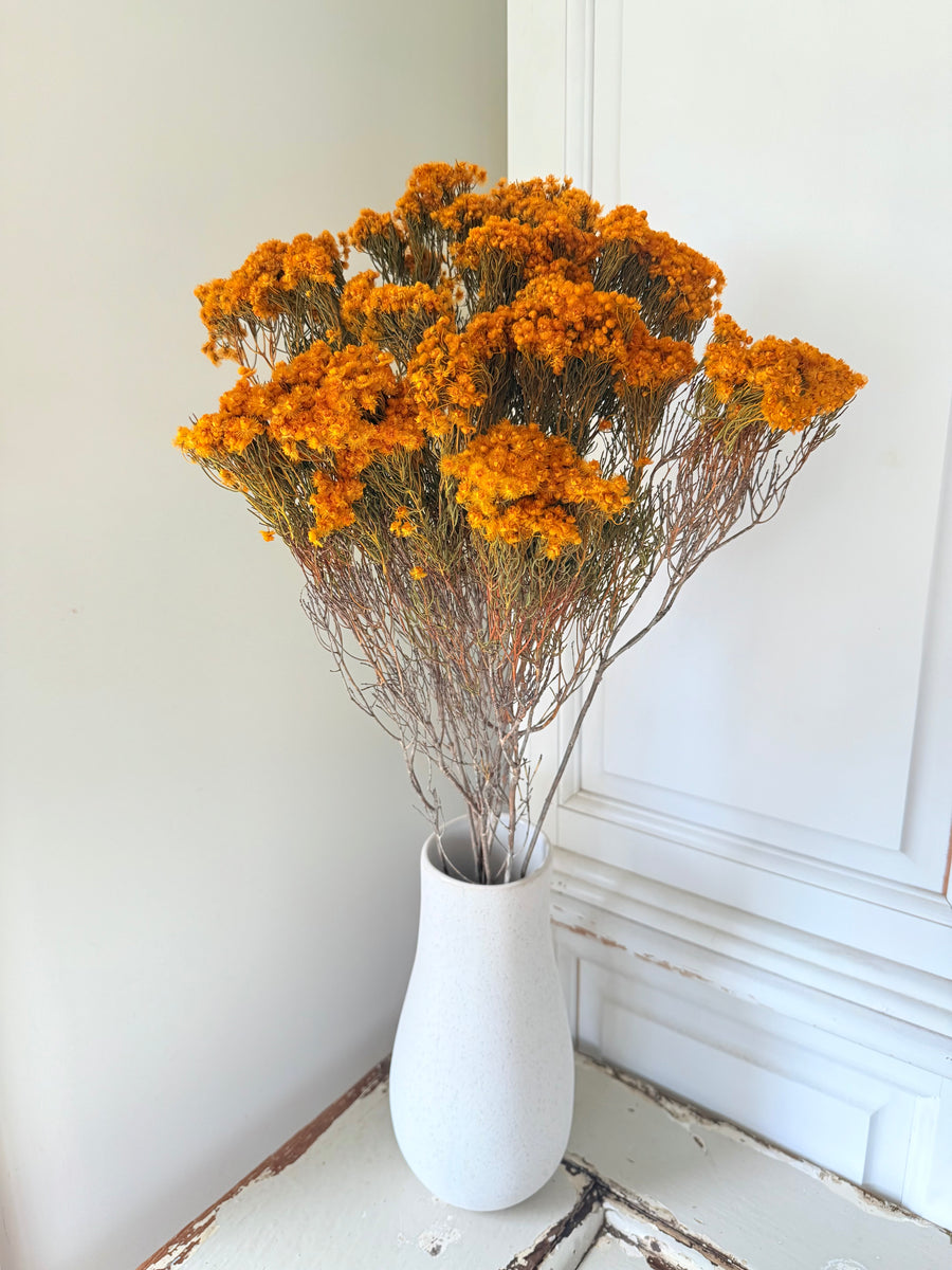 Naturally Dried Verticordia Nitens / Christmas Morrison / Myrtle - natural orange