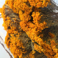 Naturally Dried Verticordia Nitens / Christmas Morrison / Myrtle - natural orange