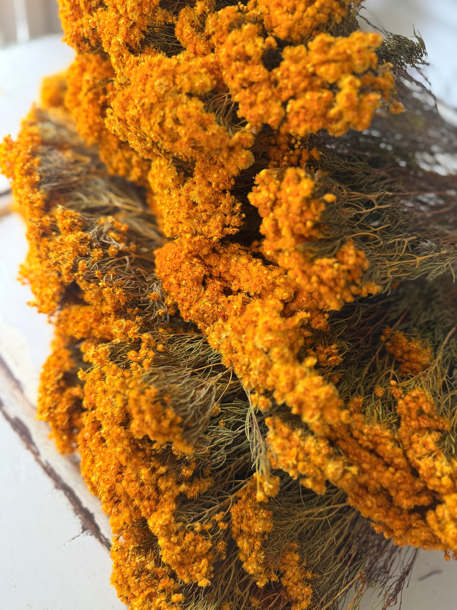 Naturally Dried Verticordia Nitens / Christmas Morrison / Myrtle - natural orange