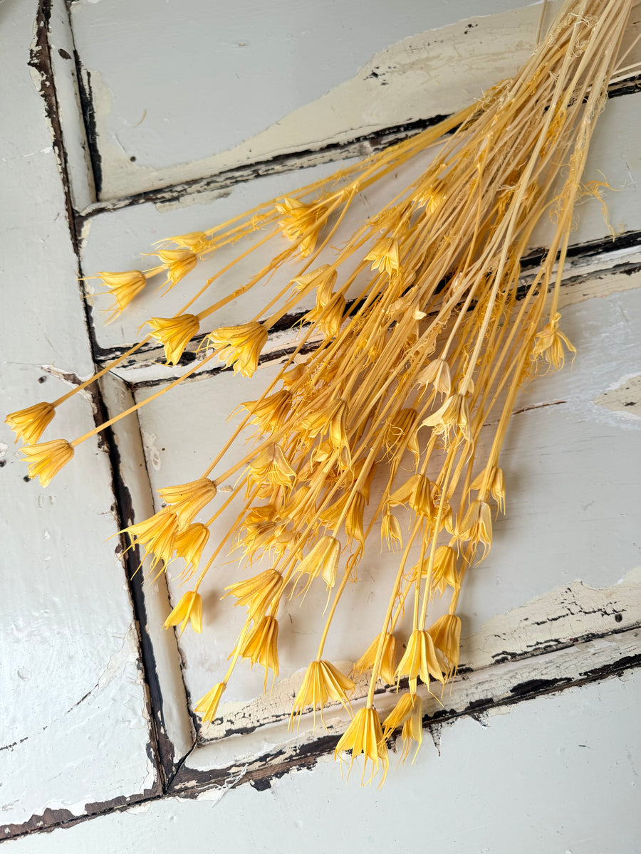 Dried Nigella Flower