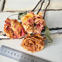 Dried Rose