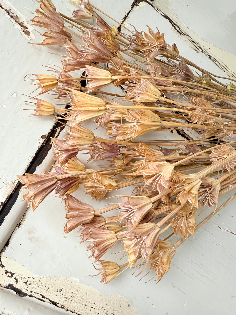 Dried Nigella Flower