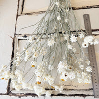 Naturally Dried Mini Everlasting Paper Daisy / Ammobium Daisy / Winged Everlasting - White