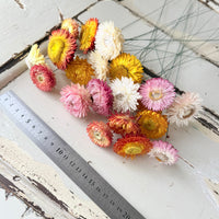 Dried Strawflower Daisy flower bunch - Helichrysum / Everlasting / Paper Daisy - stems / heads - Australian Native