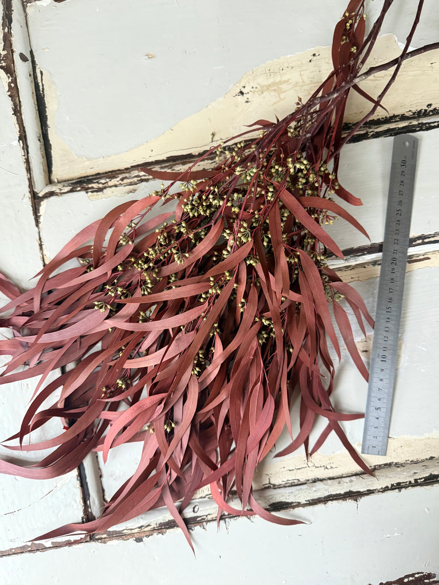 Preserved Eucalyptus / Gum