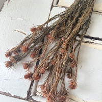 Outlet & Sample [flower stems / greenery]
