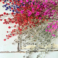 Dried Stirlingia with pods