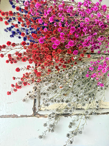 Dried Stirlingia with pods