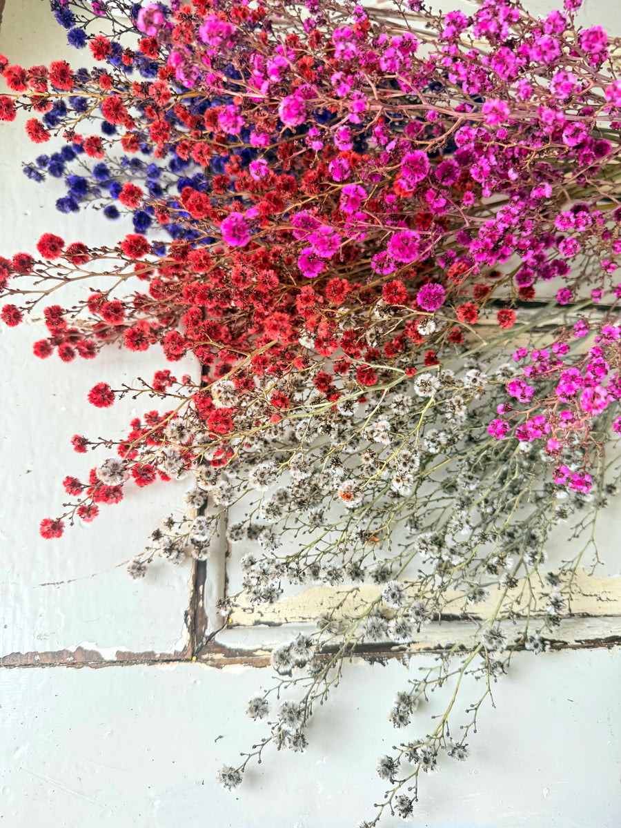 Dried Stirlingia with pods