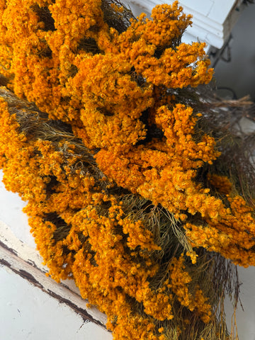 Naturally Dried Verticordia Nitens / Christmas Morrison / Myrtle - natural orange
