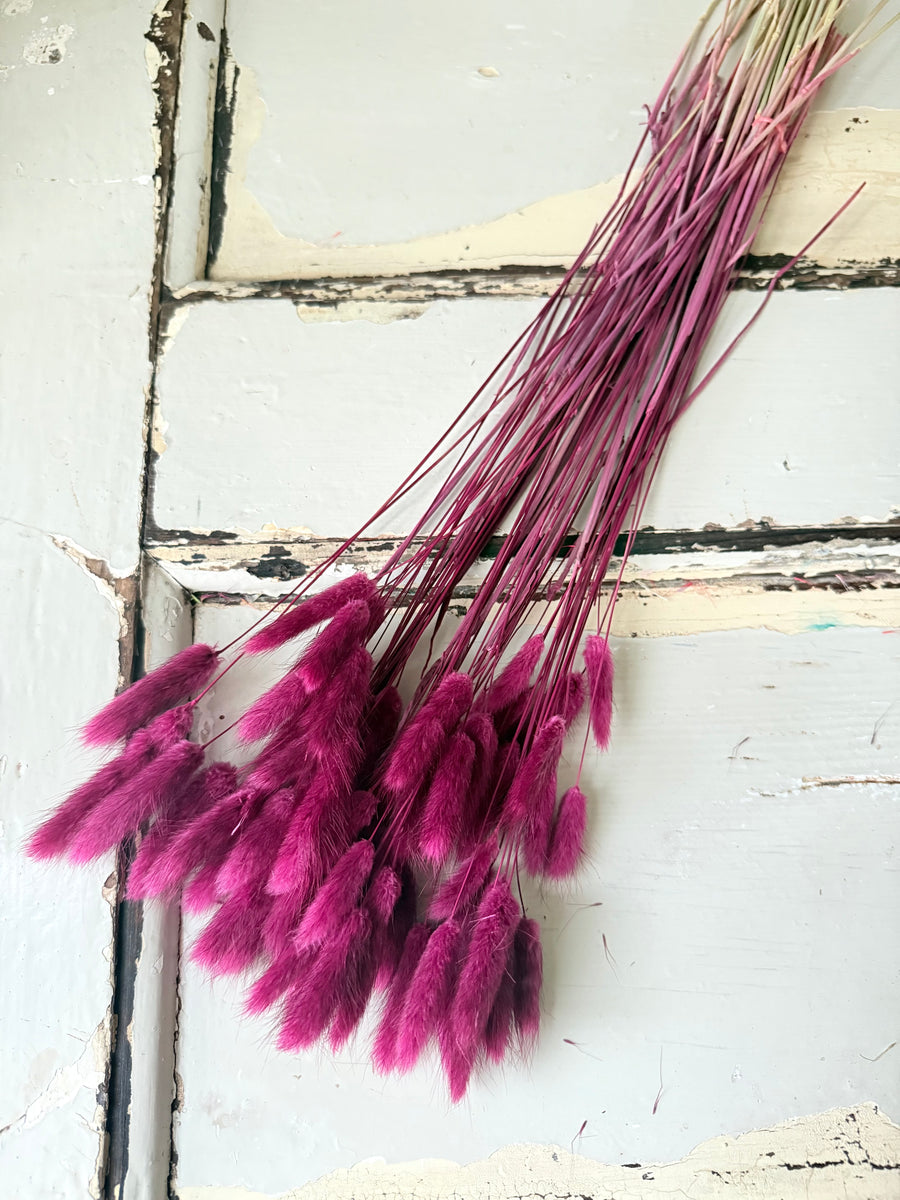 Dried Bunny Tail / Lagurus Ovatus