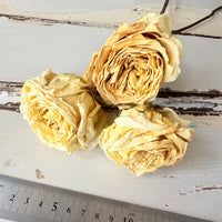 Dried Rose