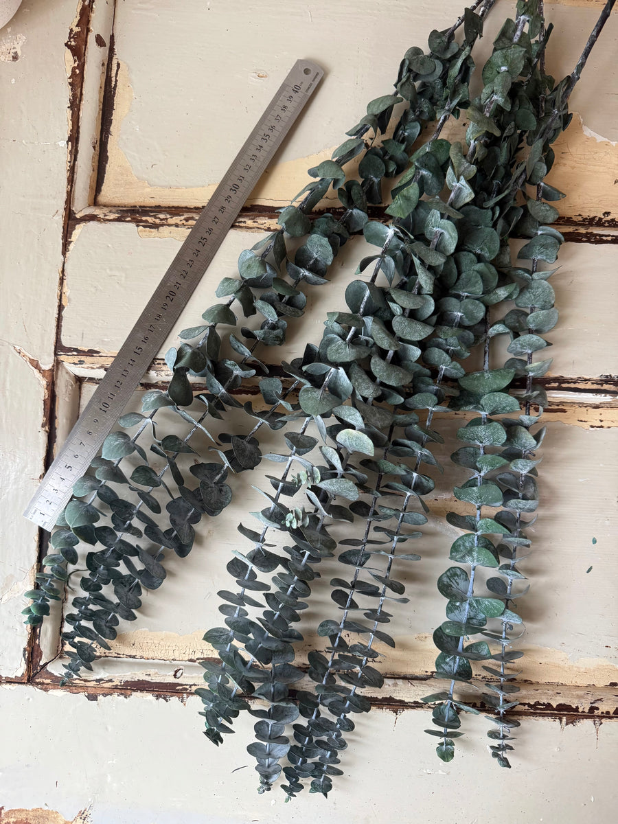 Preserved Eucalyptus / Gum