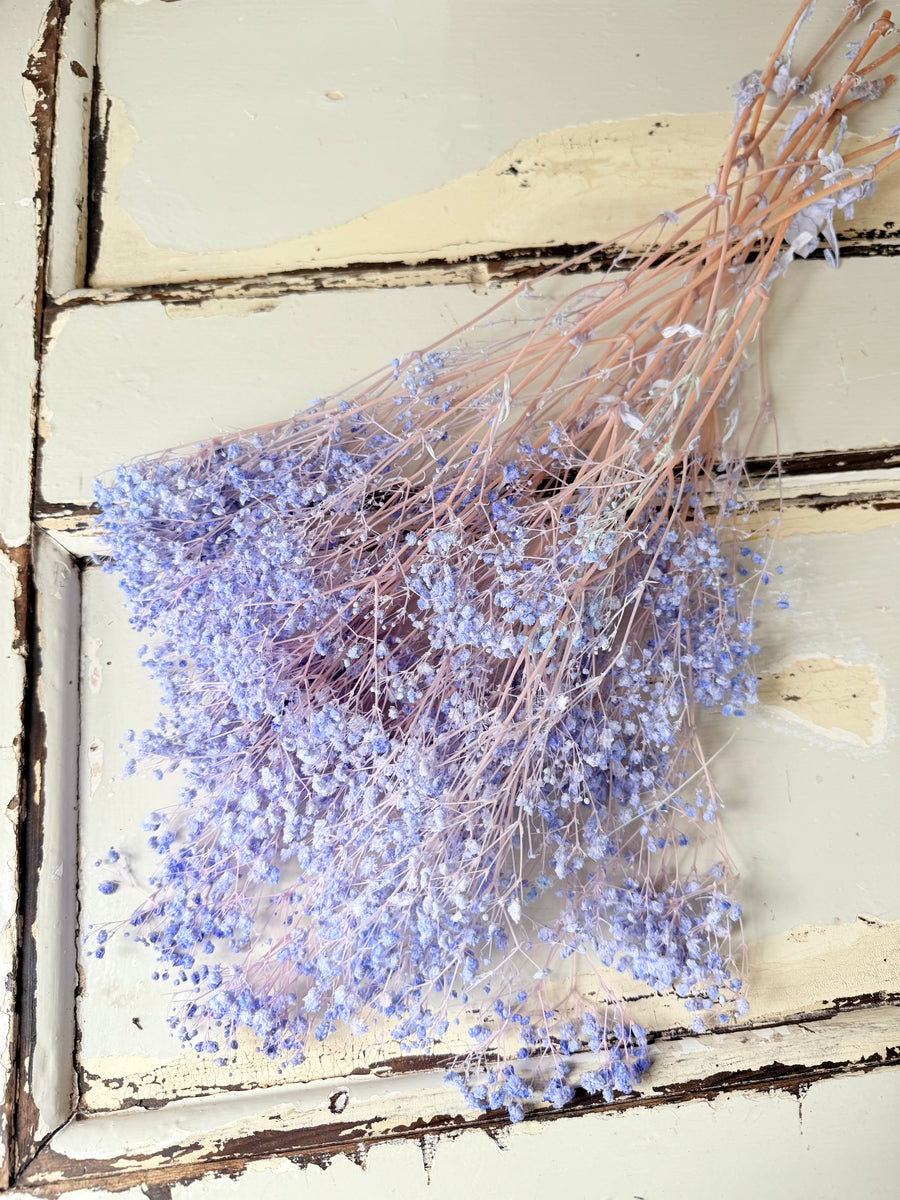 Preserved Broom Bloom / Genista