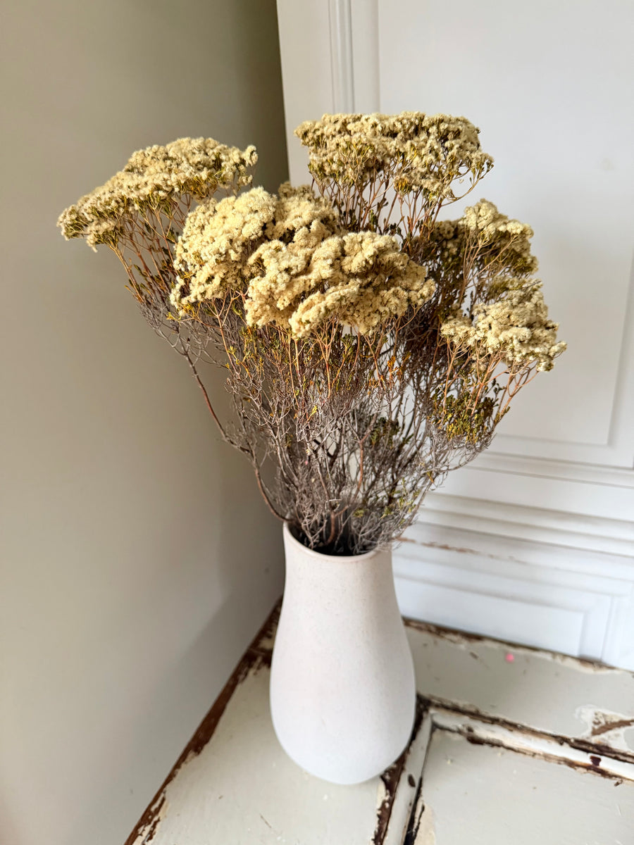 Naturally Dried Brownii / Verticordia