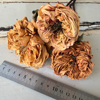 Dried Rose