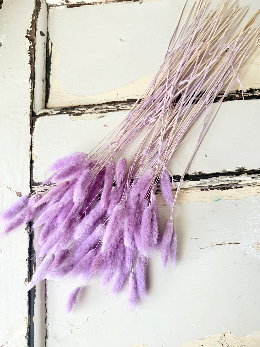 Dried Bunny Tail / Lagurus Ovatus