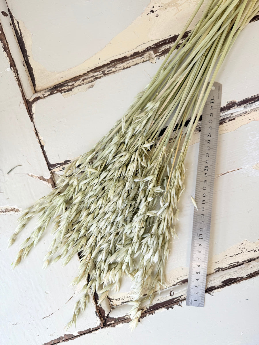 Naturally Dried / Coloured Oat / Avena