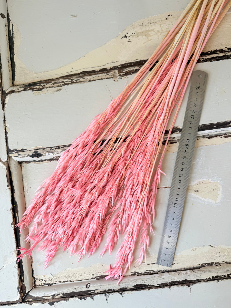 Naturally Dried / Coloured Oat / Avena