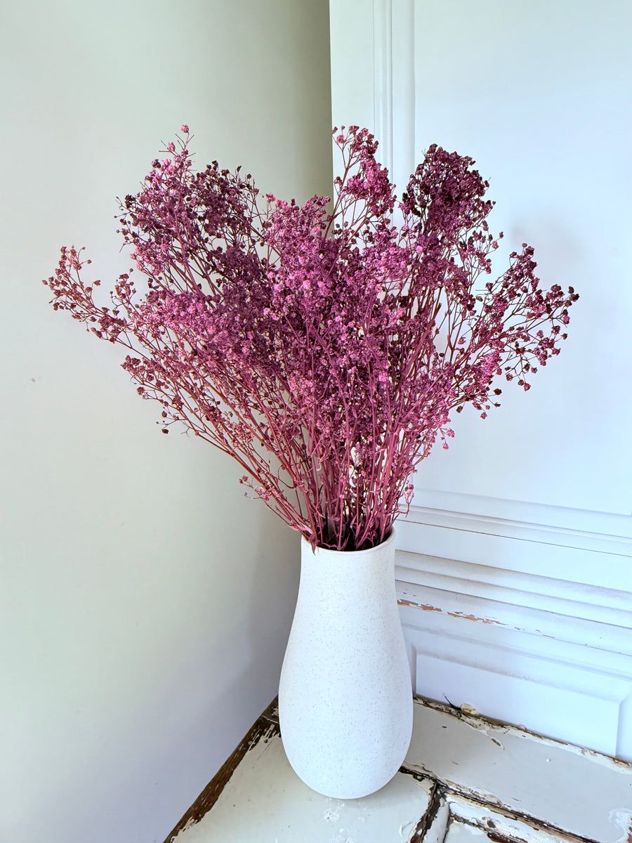 Preserved Broom Bloom / Genista
