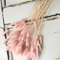 Dried Bunny Tail / Lagurus Ovatus